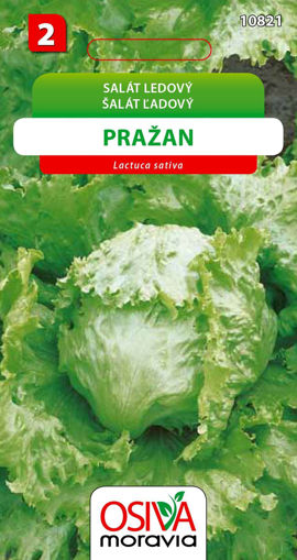 Obrázek z Salát ledový Pražan Seva Seed  0,3 g 