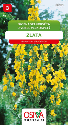 Obrázek z Divizna velkokvětá Osiva moravia 0,2 g 