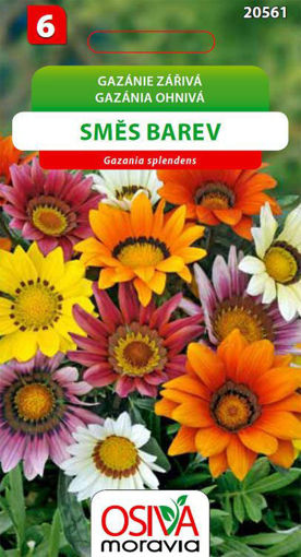 Obrázek z Gazánie zářivá směs barev Osiva moravia 0,3 g 